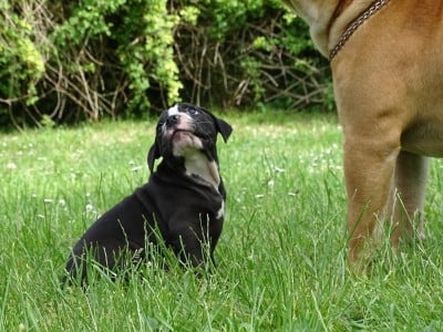 Les chiots de Bulldog continental