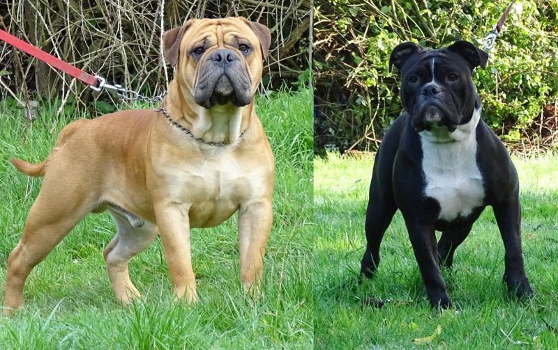 Bulldog continental - du Mont de l'Aigle