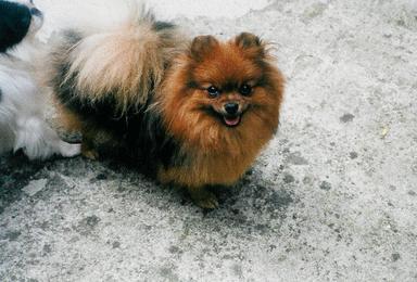 Publication : de sainte livrade Auteur : Daniel HENRY