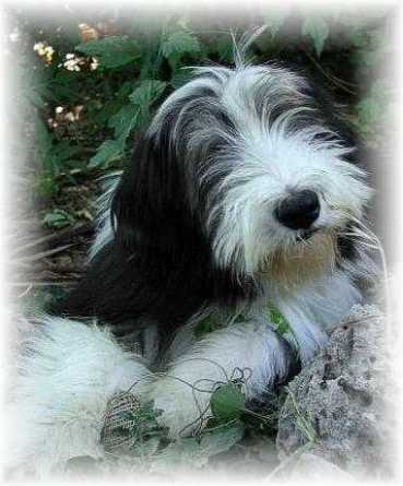 Publication : of Sheytane