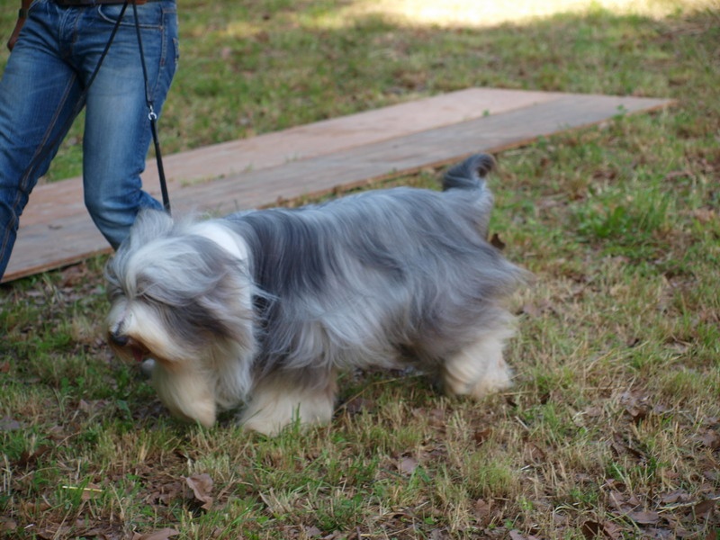 CH. rosewood pearl's Ixcellium - 1er Excellent CACS Meilleur de Race