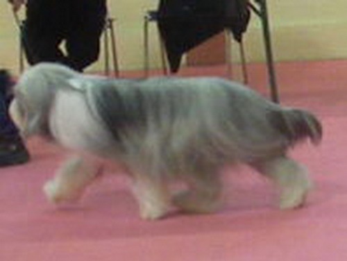 CH. rosewood pearl's Ixcellium - 1er Excellent classe intermédiaire RCACS