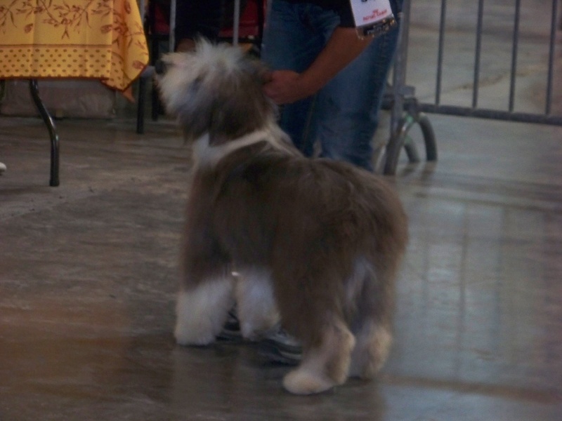 CH. rosewood pearl's Ixcellium - Trés Prometteur - Meilleur Puppy