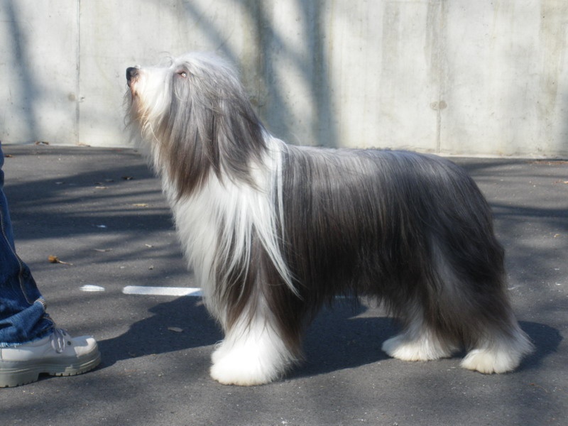 CH. rosewood pearl's Ixcellium - 1er Exc CAC CACIB Meilleur de Race