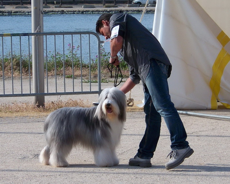 CH. rosewood pearl's Ixcellium - 2eme Excellent