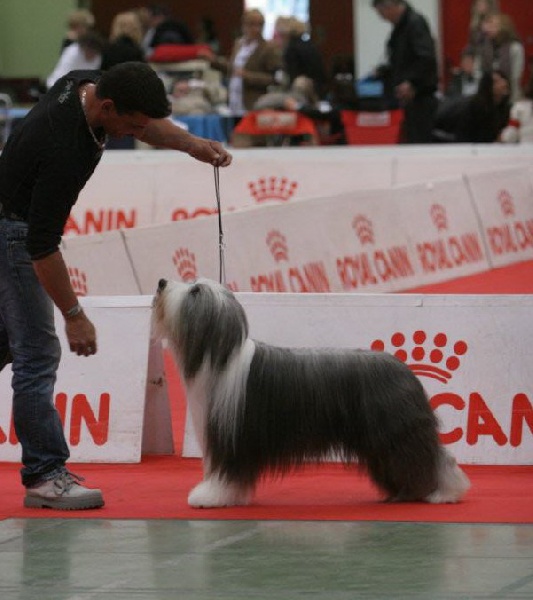 CH. rosewood pearl's Ixcellium - 3eme Exc