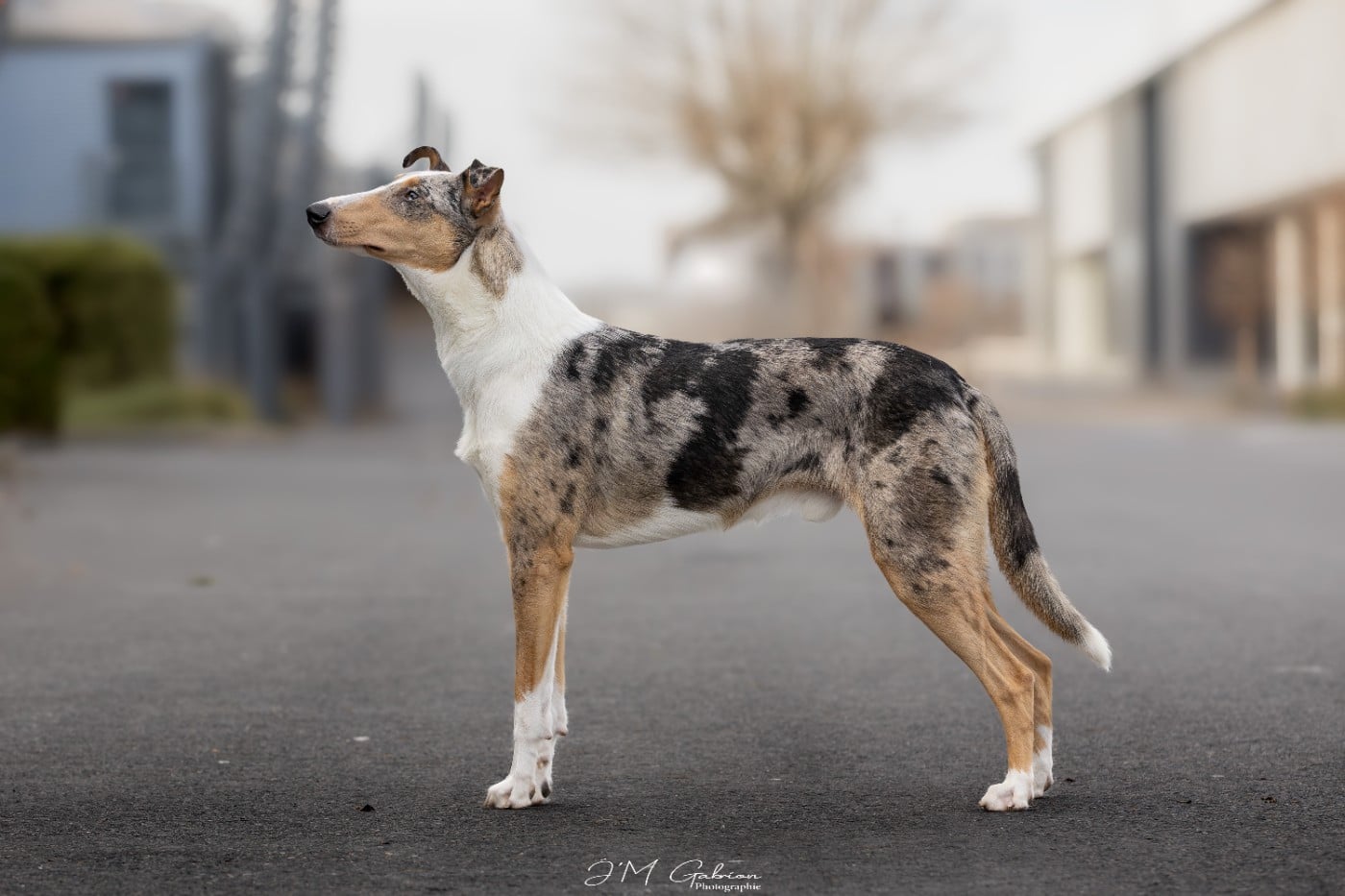 Vendange de l'amour de la Fleur d'Ecosse