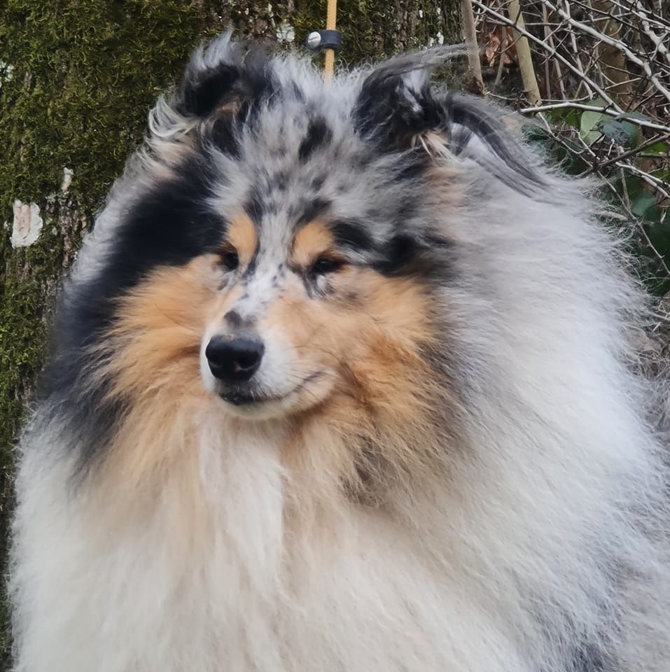 Publication : de la Fleur d'Ecosse