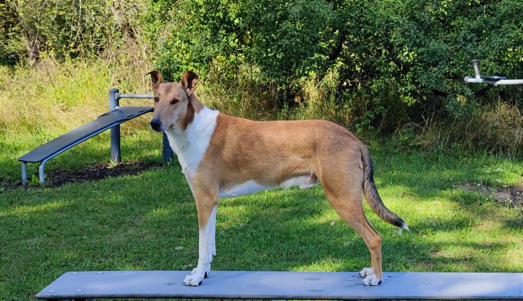 Publication : de la Fleur d'Ecosse