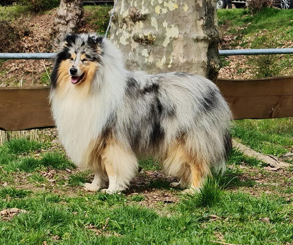 Publication : de la Fleur d'Ecosse