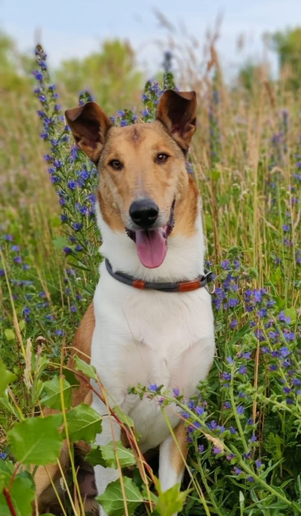 Publication : de la Fleur d'Ecosse