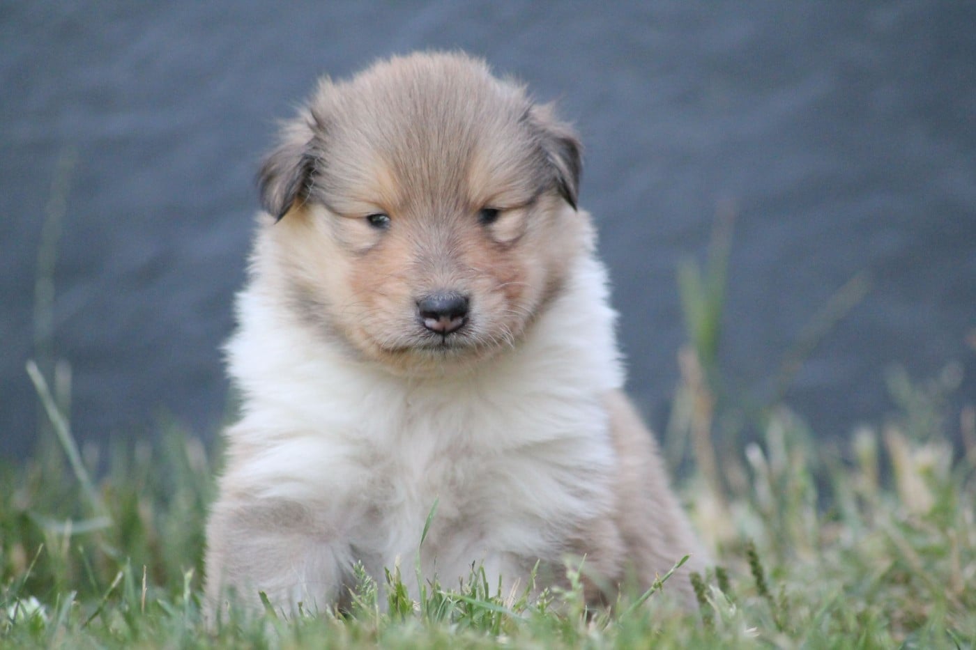 Berlioz