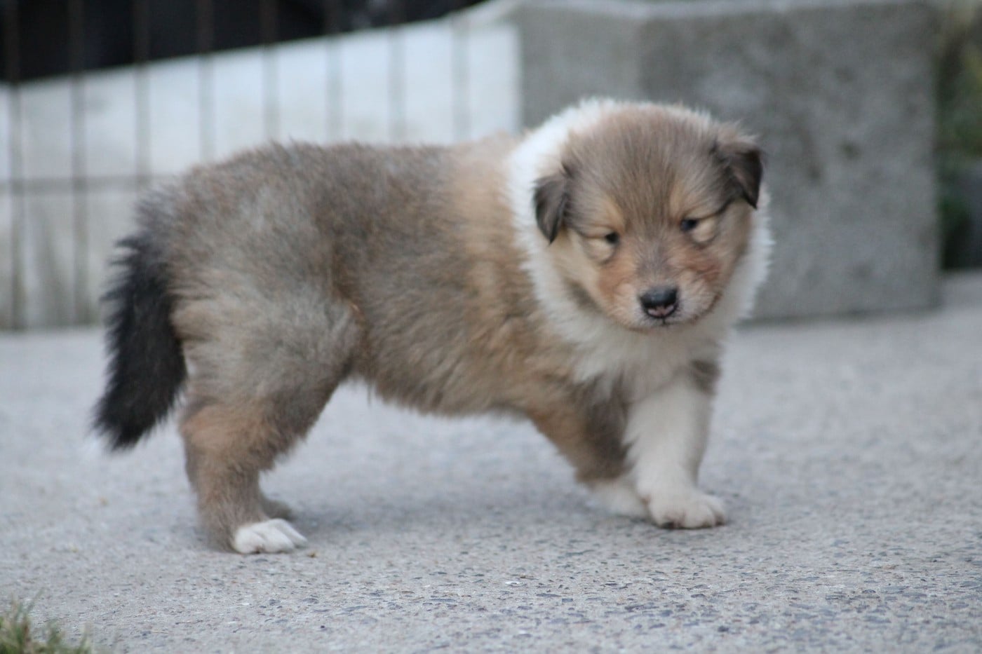 Berlioz