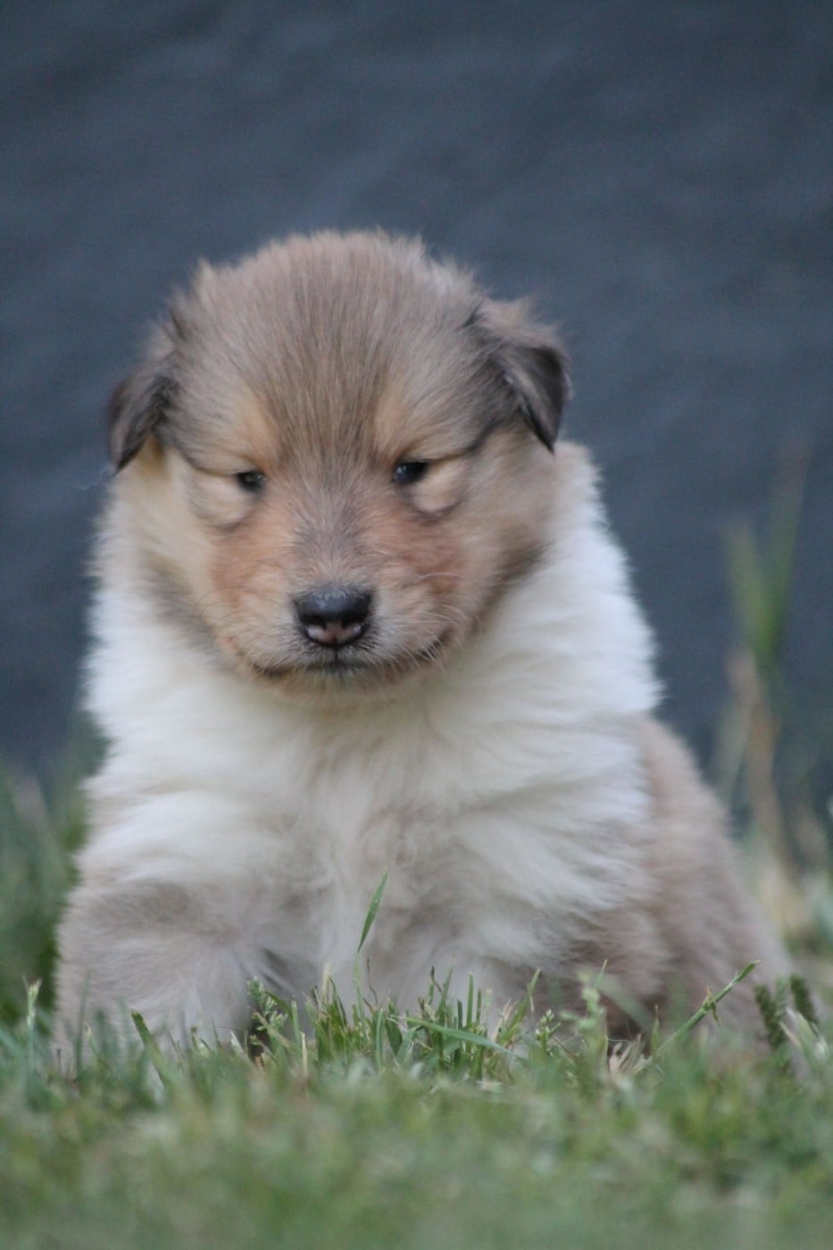 Berlioz