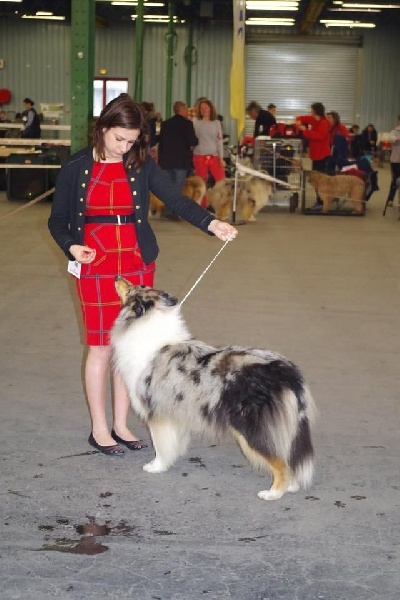 Juste une illusion de la Fleur d'Ecosse - 1ère excellent