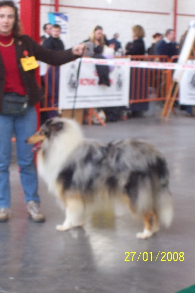 Bliss du val des petits génies - 1 er excellent + R.C.A.C- R.C.A.C.I.B