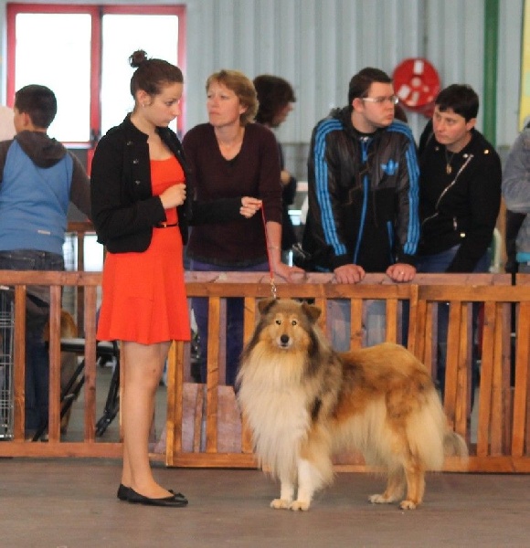 Alizée de la bergerie des quatre vents - 1ère exc + Meilleur vétéran
