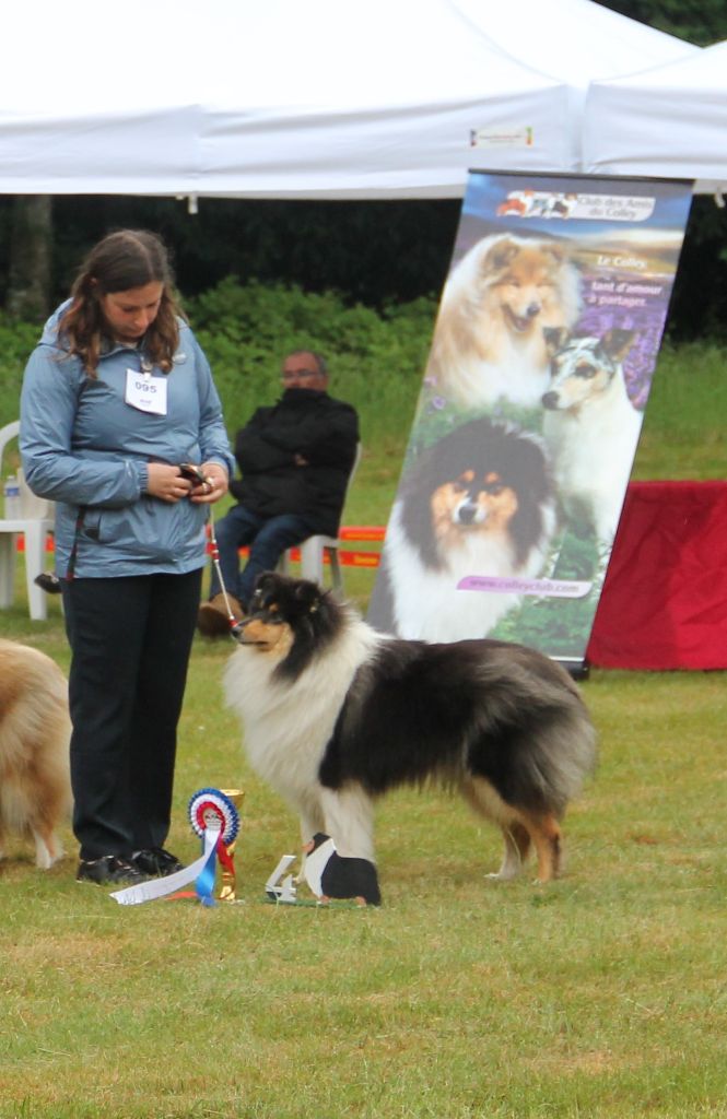 beldones Kate bush - 4ème excellent en intermédiaire femelle