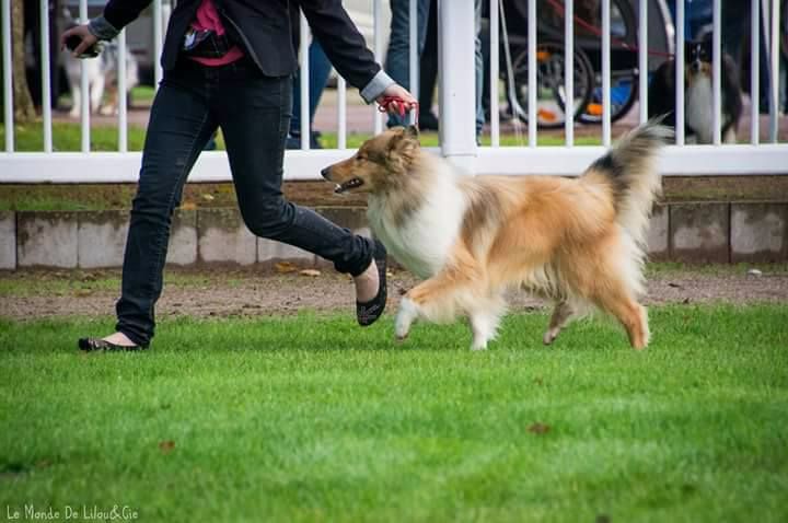 Maleana petite fleur des vallées d'Atrébatie - 1ère TB