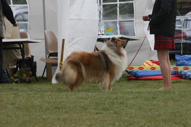 Fantastic charm de la Fleur d'Ecosse - excellent en classe eleveur