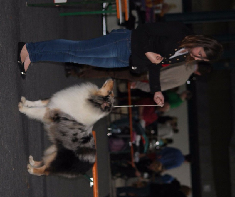 Juste une illusion de la Fleur d'Ecosse - 1ère TP + Meilleur puppy