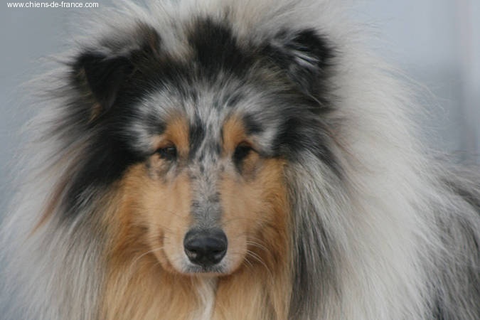 Bliss du val des petits génies - 2 excellent + confirmé