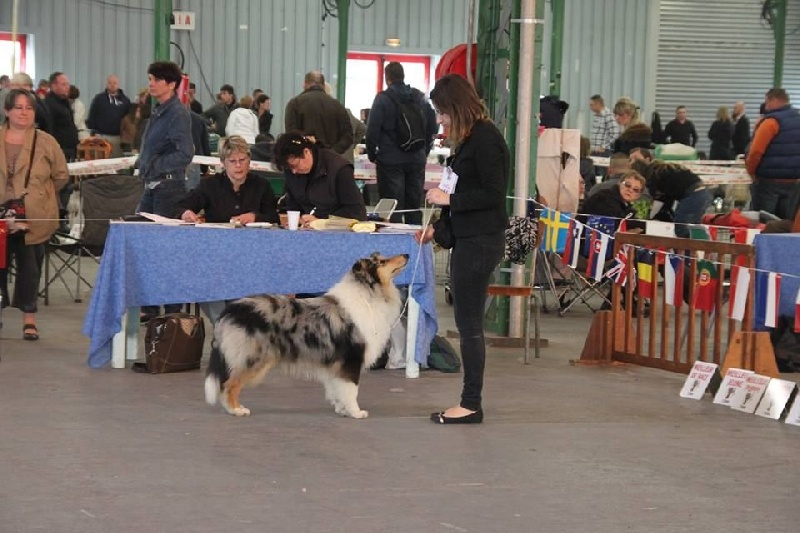 Juste une illusion de la Fleur d'Ecosse - TP + Meilleur puppy