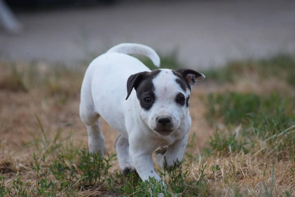 FEMELLE ONE MISS - Staffordshire Bull Terrier