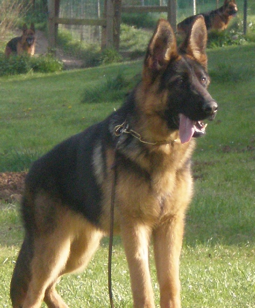 Publication : du Domaine du Bois de Lannigou Auteur : Hubert Le Roux