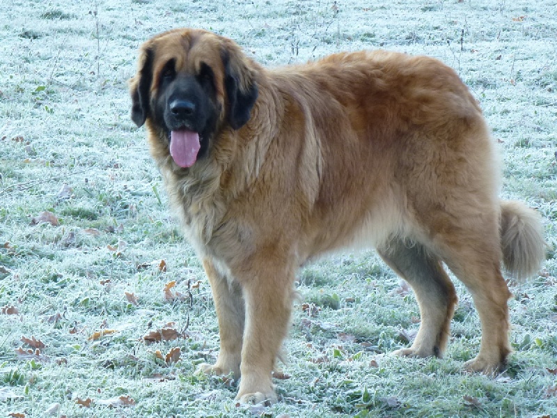 Dakota de la Vallée des Mammouths