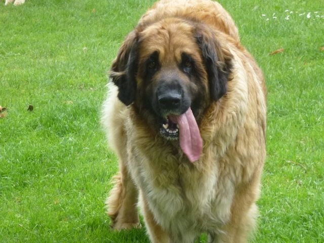 Dakota de la Vallée des Mammouths