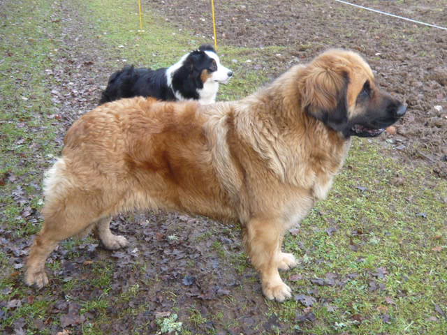 Dakota de la Vallée des Mammouths