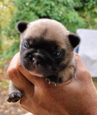 Les chiots de Bouledogue français