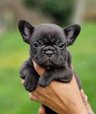 Les chiots de Bouledogue français