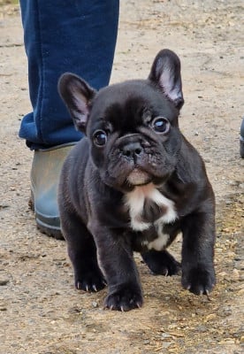Les chiots de Bouledogue français