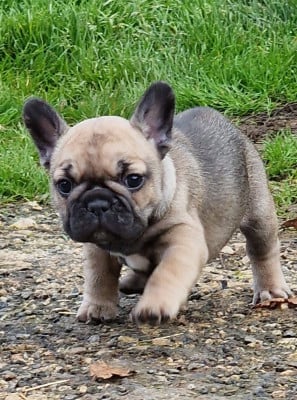 Les chiots de Bouledogue français