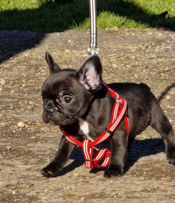Les chiots de Bouledogue français