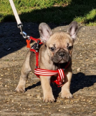 Les chiots de Bouledogue français