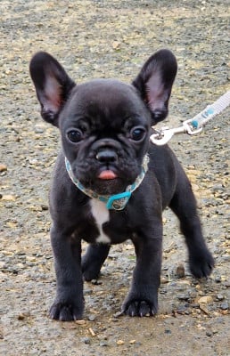 Les chiots de Bouledogue français