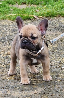 Les chiots de Bouledogue français