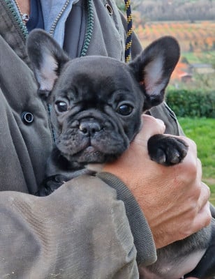 Les chiots de Bouledogue français