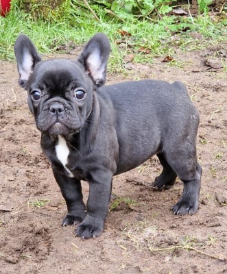 Les chiots de Bouledogue français