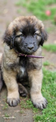 Les chiots de Leonberger