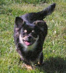 CH. Florestan Des pyramides de cholula - 2eme Excellent