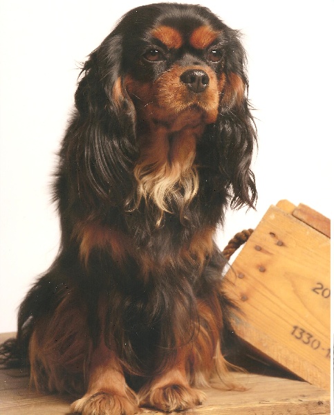 CH. Bella de la Seigneurie d'Annoz - 1 er Excellent +CAC+CACIB