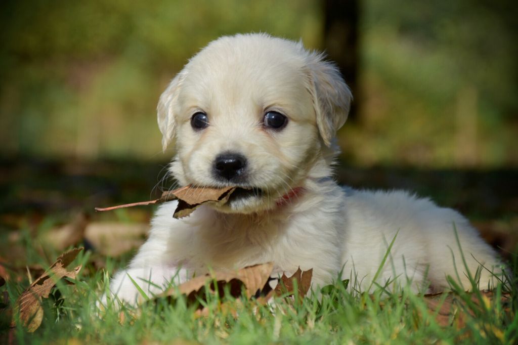 Chiot Golden Retriever, femelle disponible en Bretagne, 29
