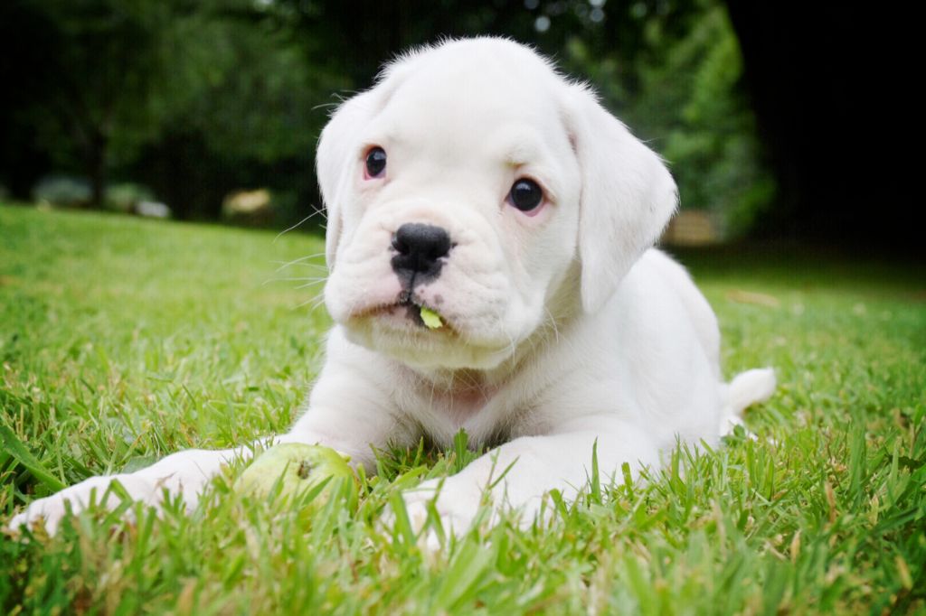 ONLY - Boxer