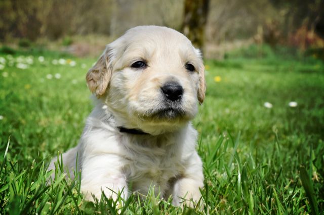 P... de L'Orée des Montagnes Noires - Golden Retriever