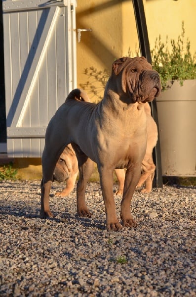 Publication : des Legendes Indiennes Auteur : e