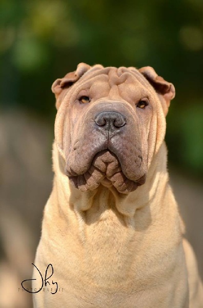 Publication : des Legendes Indiennes Auteur : e